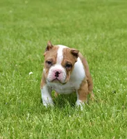 Extreme Pocket Merle Male Bull Pup. ABKC papers , a male American Bully for sale in Chicago, IL – 1 of 1