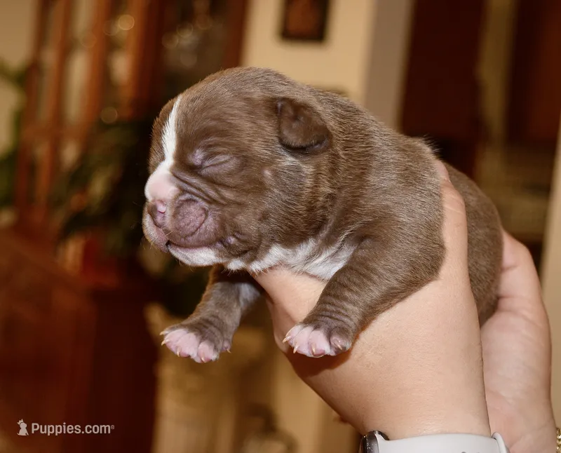 Extreme pocket female pup