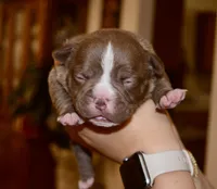 Extreme pocket female pup, a female American Bully for sale in Chicago, IL – Photo 2 of 3