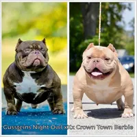 Extreme pocket female pup, a female American Bully for sale in Chicago, IL – Photo 3 of 3