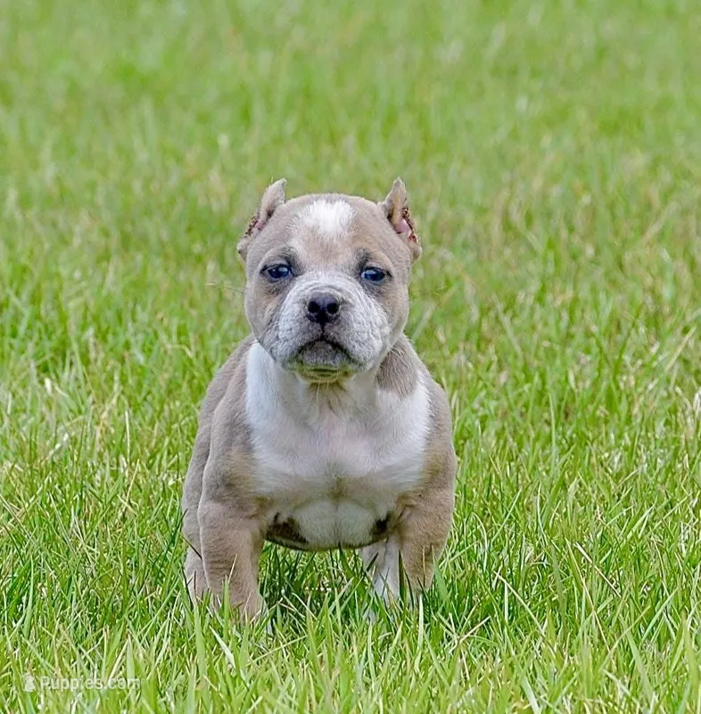 Pocket extreme bull female puppy. ABKC, a female American Bully for sale in Chicago, IL – Photo 1 of 1