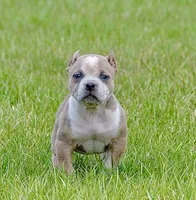 Pocket extreme bull female puppy. ABKC, a female American Bully for sale in Chicago, IL – 1 of 1