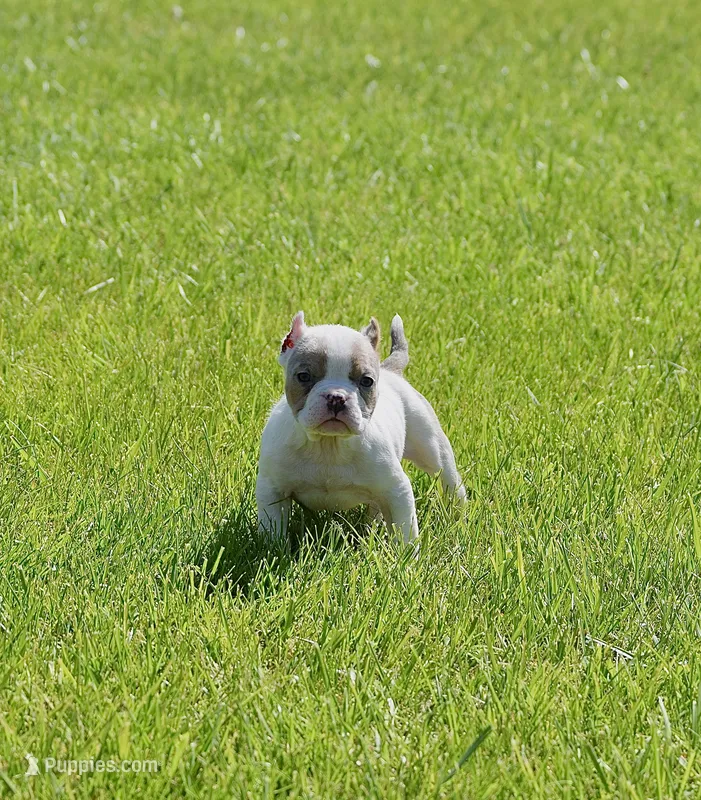 Extreme Pocket Merle Bully Female. ABKC – American Bully puppy for sale in Chicago, IL