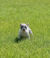 Extreme Pocket Merle Bully Female. ABKC, a female American Bully for sale in Chicago, IL – 1 of 1