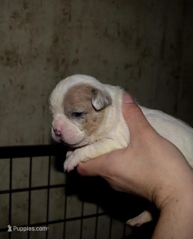 Merle female bull puppy born. ABKC reg.  – American Bully puppy for sale in Chicago, IL