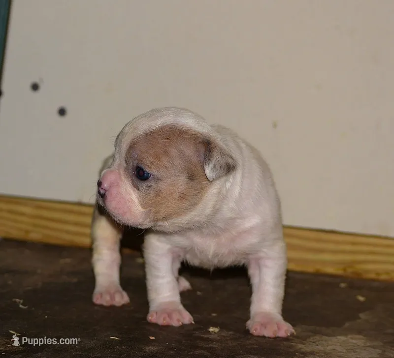 Merle female bull puppy born. ABKC reg.  – American Bully puppy for sale in Chicago, IL