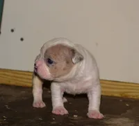 Merle female bull puppy born. ABKC reg. , a female American Bully for sale in Chicago, IL – 1 of 1