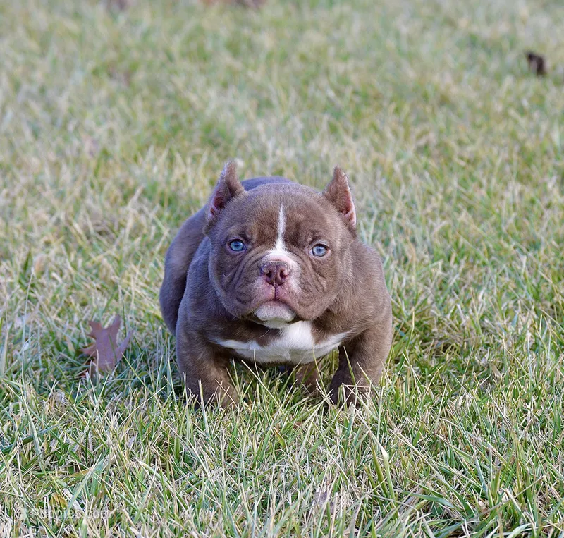 Female bully puppy. Pet home. 