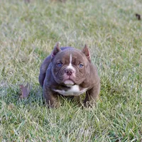 Female bully puppy. Pet home. , a female American Bully for sale in Chicago, IL – 1 of 1