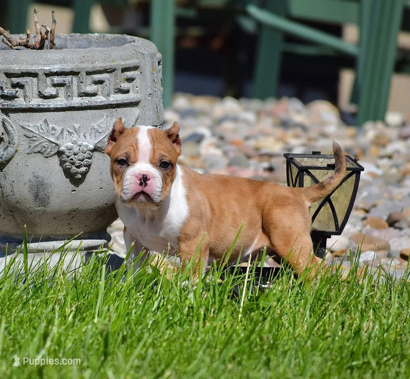 Extreme Pocket Merle Bully Male Puppy. ABKC – American Bully puppy for sale in Chicago, IL