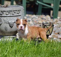 Extreme Pocket Merle Bully Male Puppy. ABKC, a male American Bully for sale in Chicago, IL – 1 of 1