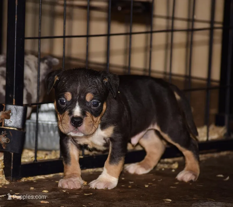 Extreme Tri Color Bull Male Puppy. Abkc.  – American Bully puppy for sale in Chicago, IL