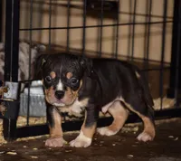 Extreme Tri Color Bull Male Puppy. Abkc. , a male American Bully for sale in Chicago, IL – 1 of 1