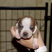 Extreme pocket bull female C. Abkc papers. , a female American Bully for sale in Chicago, IL – 1 of 1