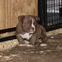 Extreme micro female puppy, a female American Bully for sale in Chicago, IL – 1 of 1