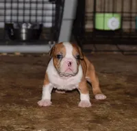 Merle Red Bull Male puppy. ABKC reg. , a male American Bully for sale in Chicago, IL – 1 of 1