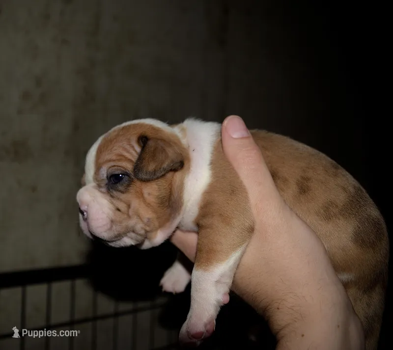 Merle Red Bull Male puppy. ABKC reg.  – American Bully puppy for sale in Chicago, IL