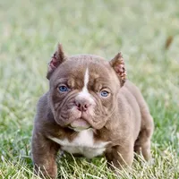 Extreme bully female puppy, a female American Bully for sale in Chicago, IL – 1 of 1