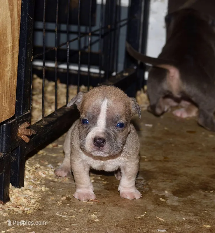 Extreme pocket bully female A  – American Bully puppy for sale in Chicago, IL