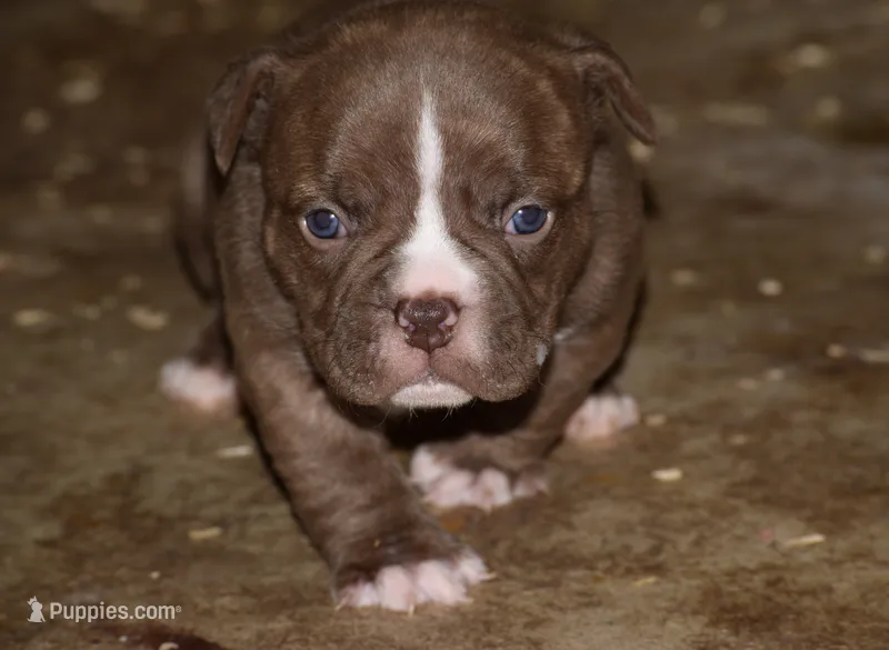 Extreme micro/pocket female