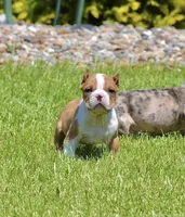 Red Merle Extreme Bull Male pup. ABKC papers, a male American Bully for sale in Chicago, IL – 1 of 1