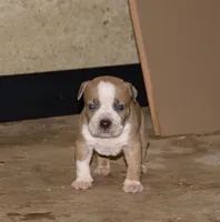 Extreme pocket bully female B. , a female American Bully for sale in Chicago, IL – 1 of 1