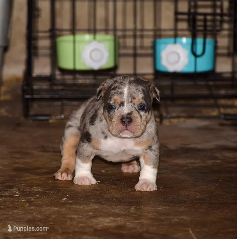 Merle Tri color Bull female. ABKC reg.  – American Bully puppy for sale in Chicago, IL