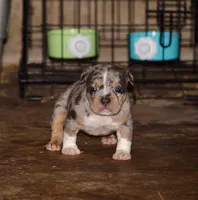 Merle Tri color Bull female. ABKC reg. , a female American Bully for sale in Chicago, IL – 1 of 1