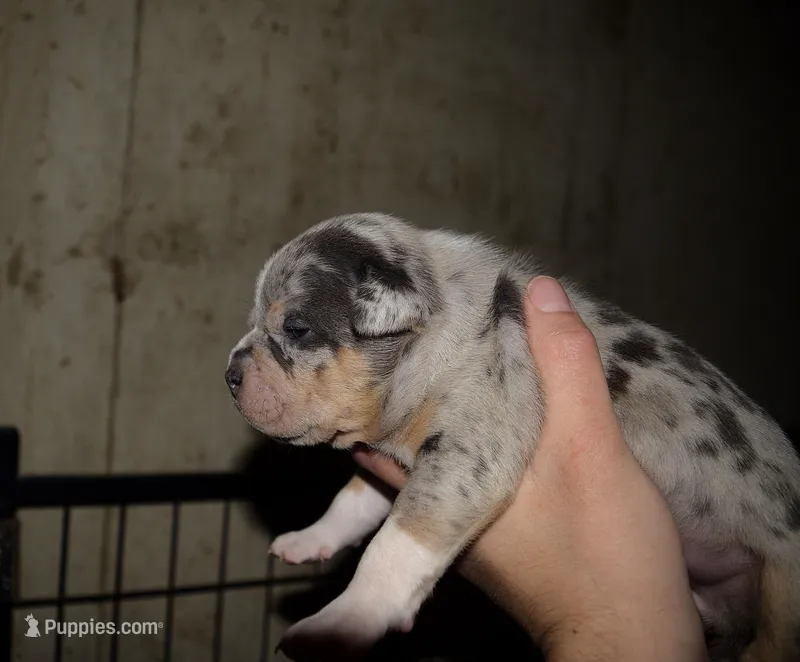 Merle Tri color Bull female. ABKC reg.  – American Bully puppy for sale in Chicago, IL