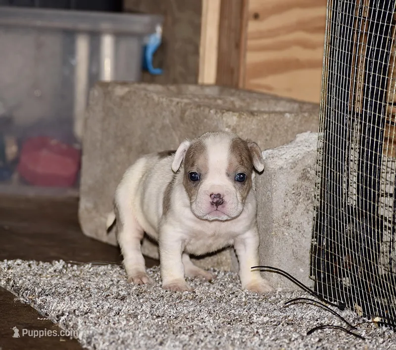 Merle Pocket Female Bull Puppy. Abkc  – American Bully puppy for sale in Chicago, IL