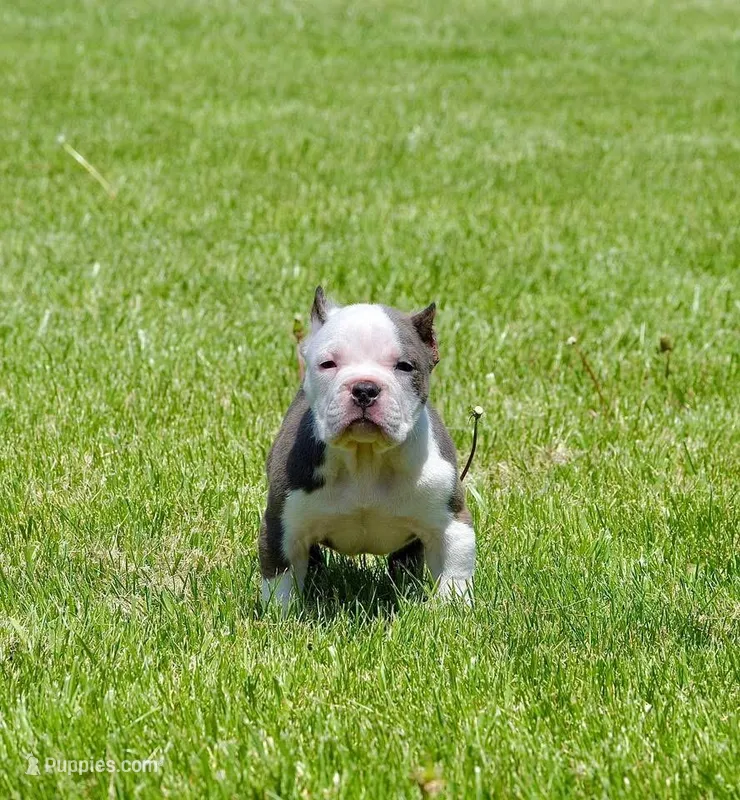 Exteme pocket Bull Male Puppy. ABKC papers – American Bully puppy for sale in Chicago, IL