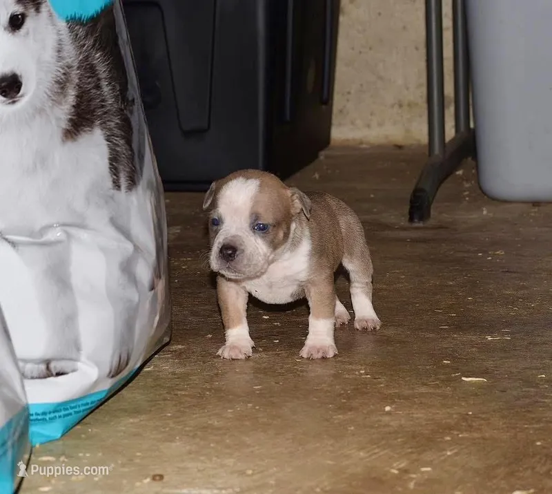 Extreme pocket bully female C  – American Bully puppy for sale in Chicago, IL