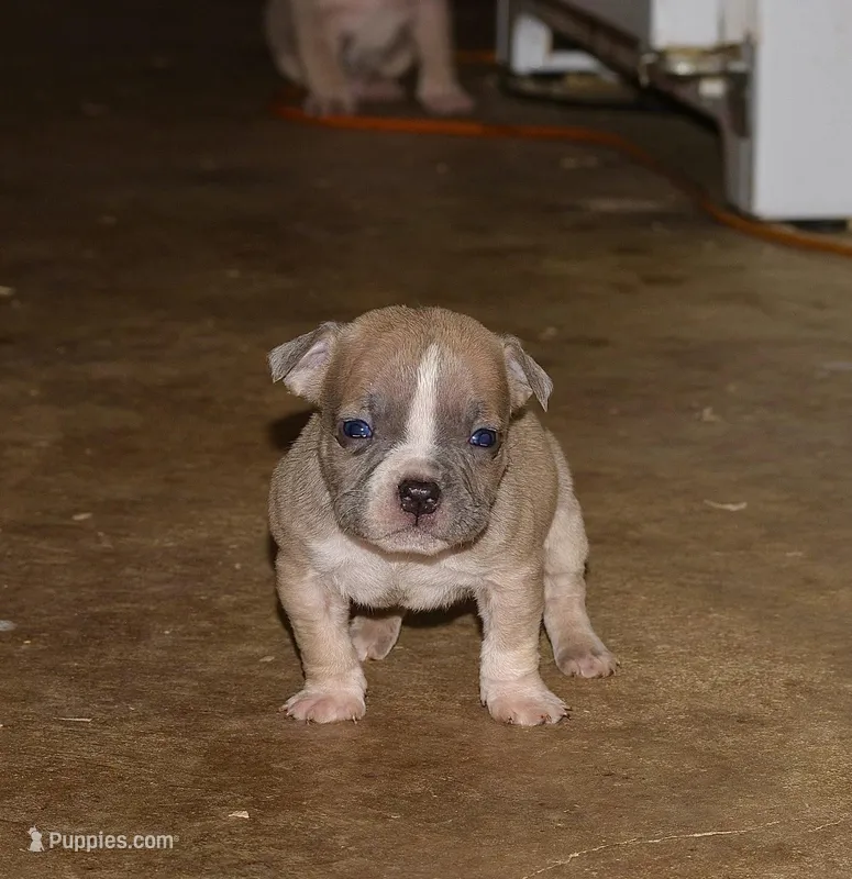 Extreme pocket bully female. Abkc reg.  – American Bully puppy for sale in Chicago, IL