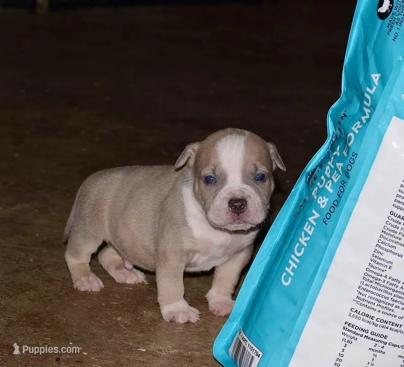 Extreme pocket bully male B.  – American Bully puppy for sale in Chicago, IL