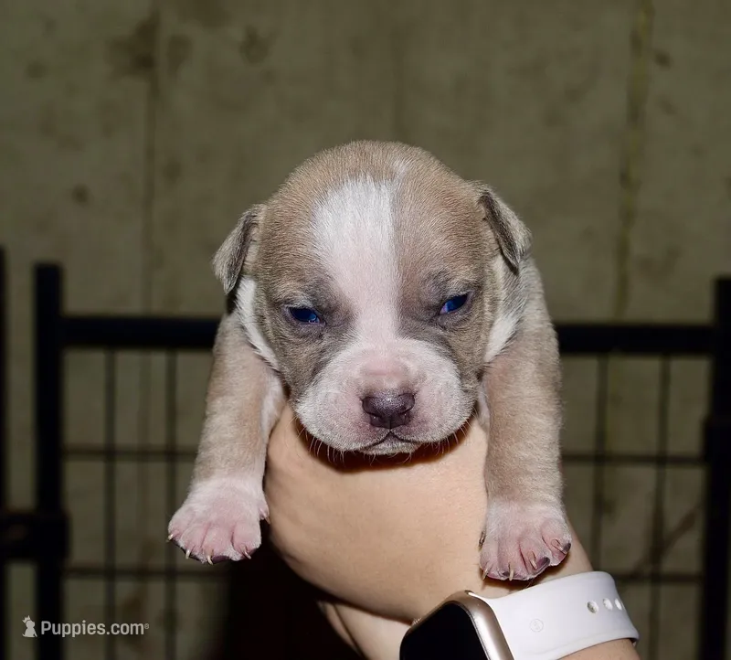Extreme pocket bull male B. Abkc papers. 