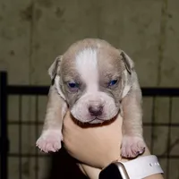 Extreme pocket bull male B. Abkc papers. , a male American Bully for sale in Chicago, IL – 1 of 1
