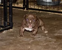 Extreme pocket/micro bull male, a male American Bully for sale in Chicago, IL – Photo 2 of 2