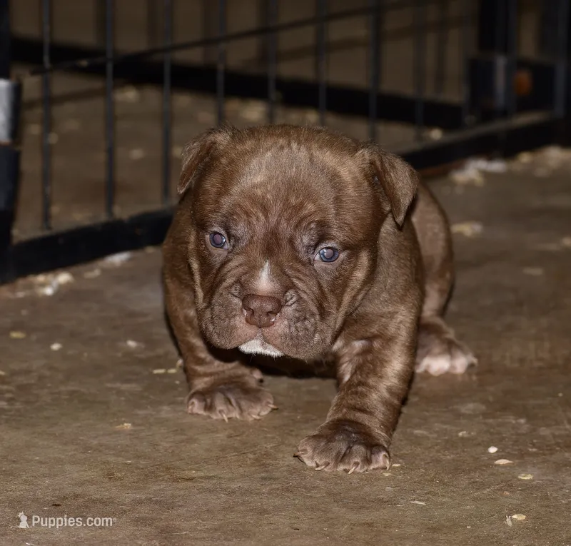 Extreme pocket/micro bull male