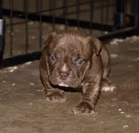 Extreme pocket/micro bull male, a male American Bully for sale in Chicago, IL – Photo 1 of 2