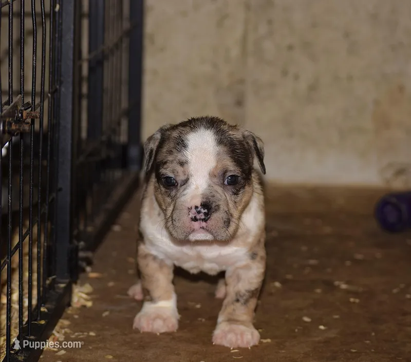 Merle Extreme Bully Male Puppy. ABKC  – American Bully puppy for sale in Chicago, IL