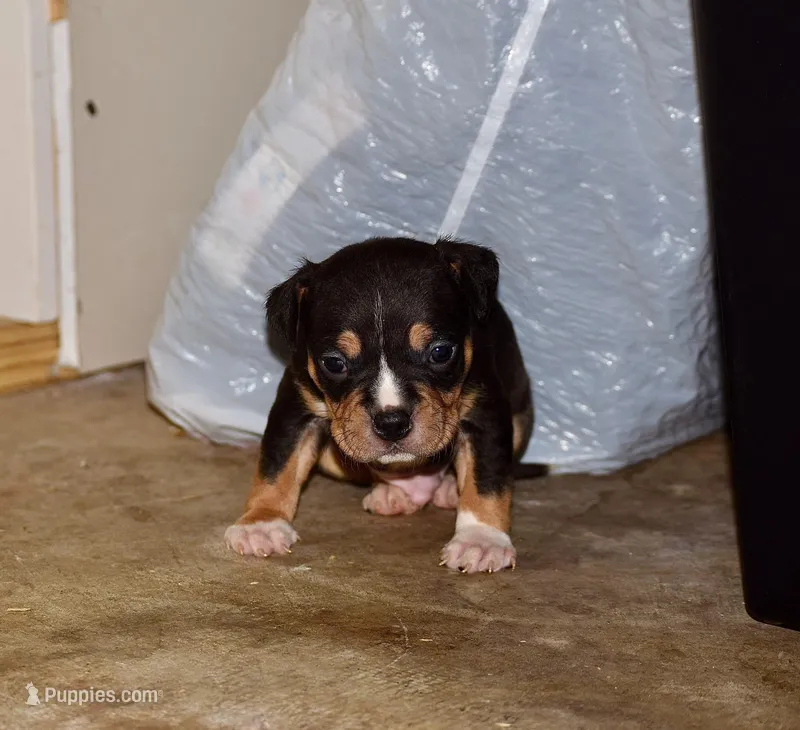 Tri color Bull male puppy. ABKC reg.  – American Bully puppy for sale in Chicago, IL