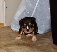 Tri color Bull male puppy. ABKC reg. , a male American Bully for sale in Chicago, IL – 1 of 1