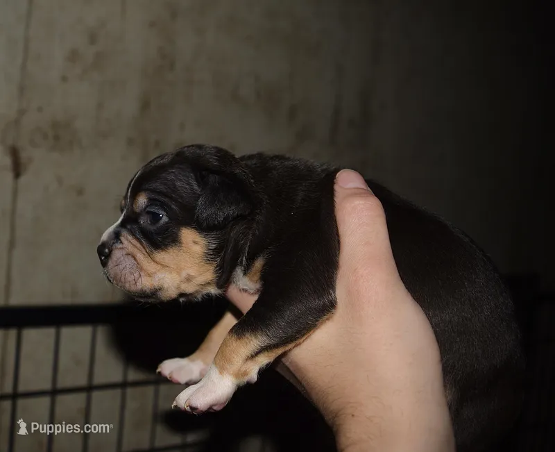 Tri color Bull male puppy. ABKC reg.  – American Bully puppy for sale in Chicago, IL