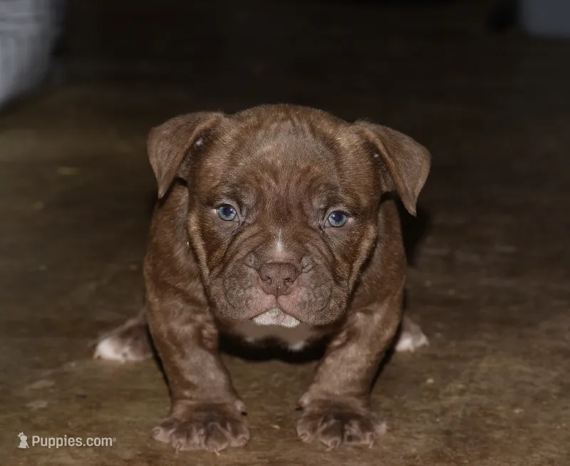 Extreme bully male puppy