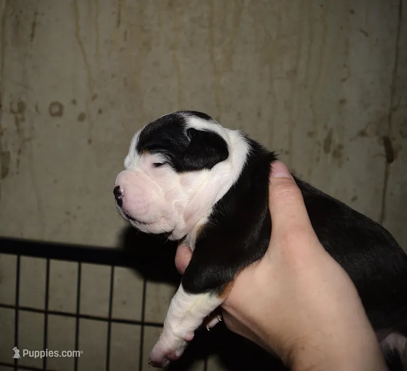 Tri female bull puppy. ABKC reg.  – American Bully puppy for sale in Chicago, IL