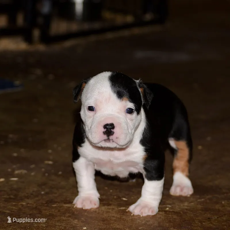 Tri female bull puppy. ABKC reg.  – American Bully puppy for sale in Chicago, IL