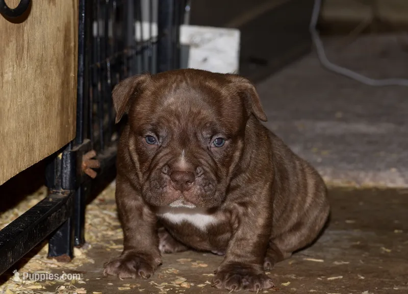 Extreme pocket bull male puppy