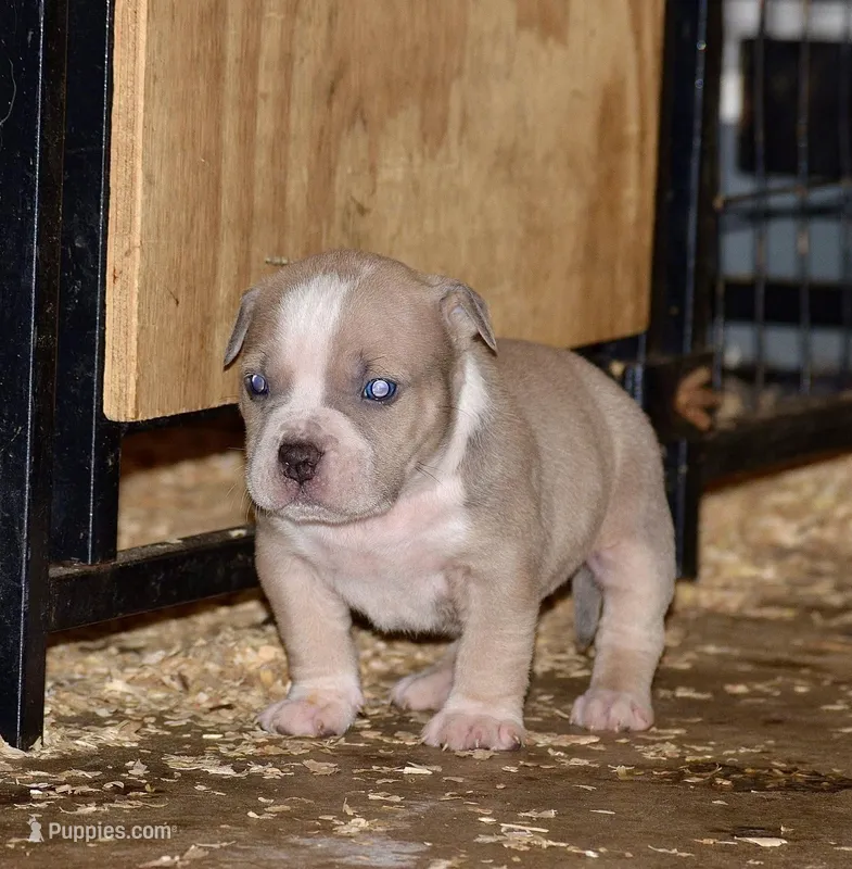 Extreme pocket male bull. ABKC reg.  – American Bully puppy for sale in Chicago, IL