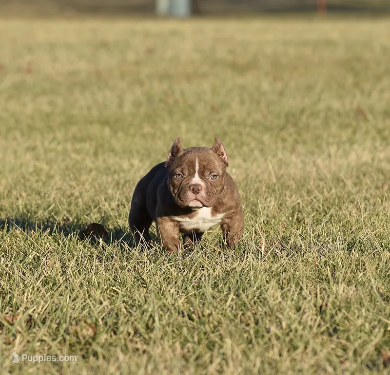 Extreme female bull puppy