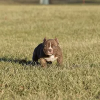 Extreme female bull puppy, a female American Bully for sale in Chicago, IL – 1 of 1